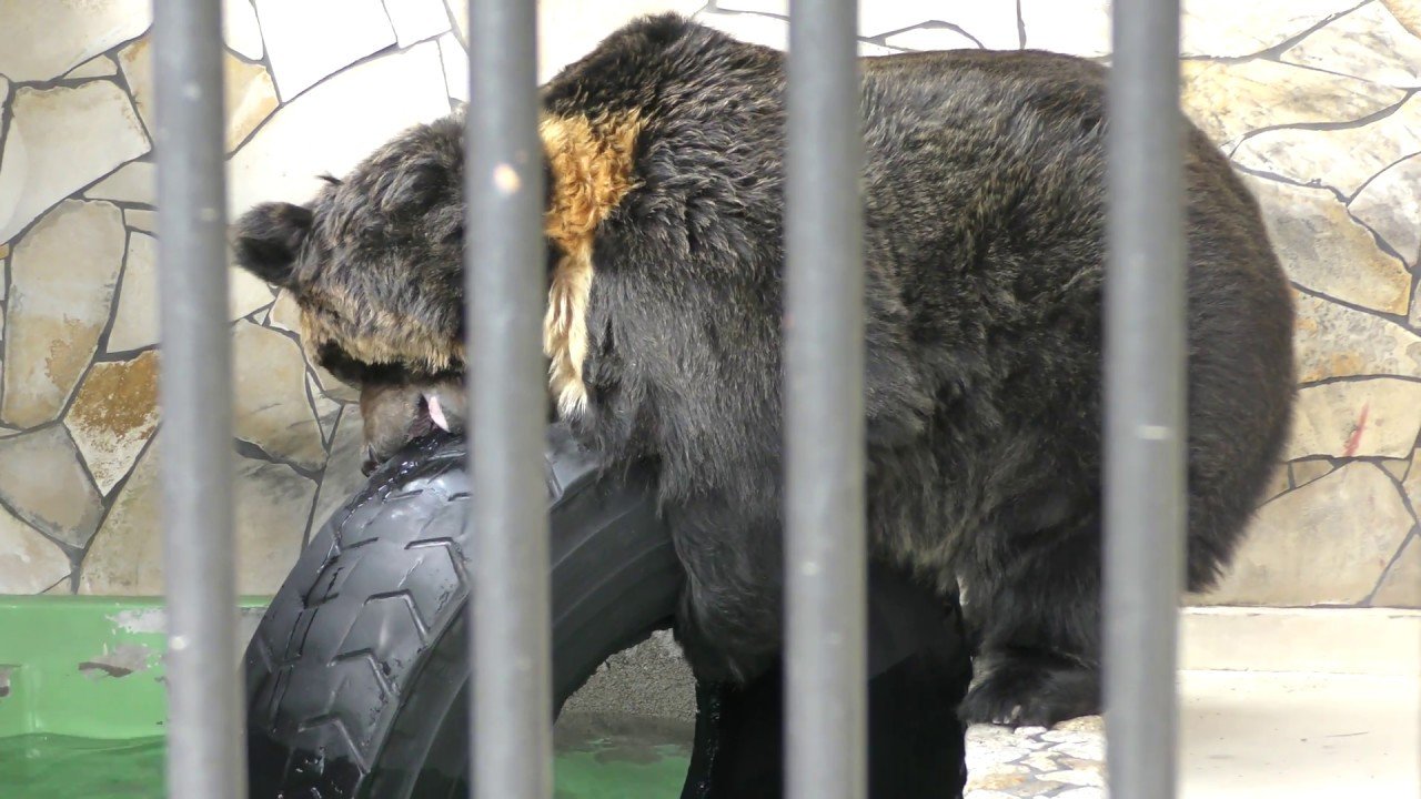 🦁 오우치야마 동물원 (오우치야마 도부츠엔) 이미지 6